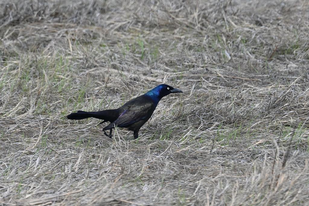Grackle, Common, 2025-05077405 Parker River NWR, MA.JPG - Common Grackle. Parker River National Wildlife Refuge, MA, 5-7-2025